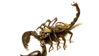 Insecten Lab studio - Robotachtige insecten