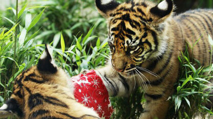 Kerstcadeaus in de dierentuin