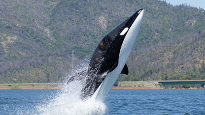  The Killer Whale Submarine